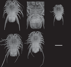 Brucerolis nowra (10.3897-zookeys.18.129) Figure 5.png