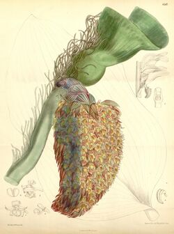 Bulbophyllum beccarii - Curtis' 107 (Ser. 3 no. 37) pl 6567 (1881).jpg