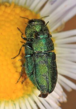 Buprestid Beetle - Anthaxia prasina, Butterfly Valley Botanical Area, Plumas County, California (32611984514).jpg