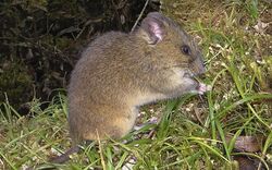 Burneo’s Oldfield Mouse (Thomasomys burneoi) (Vertebrate Zoology 2022).jpg