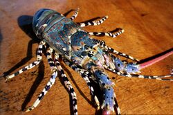 CSIRO ScienceImage 2518 Ornate Lobster.jpg