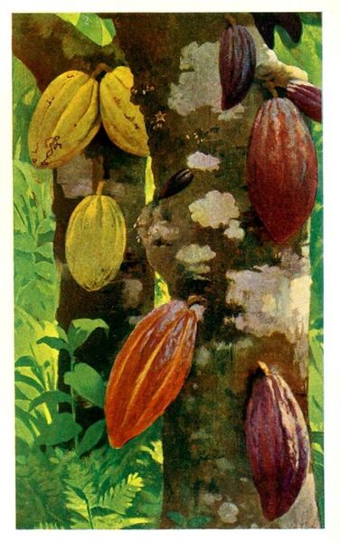 File:Cacao pods - Project Gutenberg eText 16035.jpg
