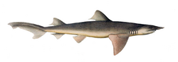Carcharias temminckii by muller and henle.png