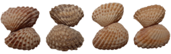 Cardita floridana shells.png