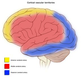 Cerebral vascular territories.jpg