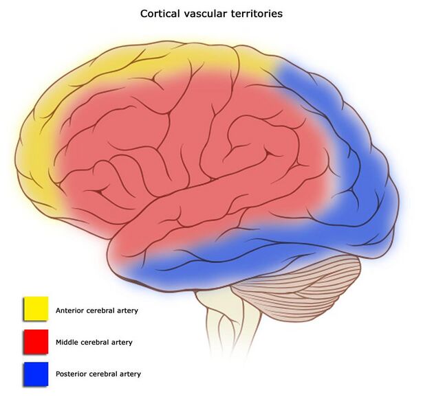 File:Cerebral vascular territories.jpg
