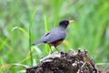 Chestnut-bellied Thrush (5304204959).jpg