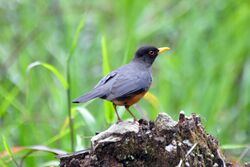 Chestnut-bellied Thrush (5304204959).jpg