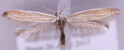 Coleophora fringillella MM16598.jpg