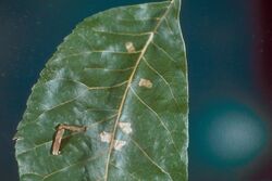 Coleophora laticornella.jpg