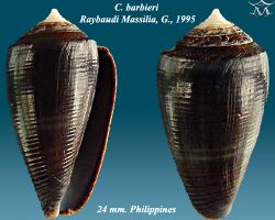 Conus barbieri 1.jpg