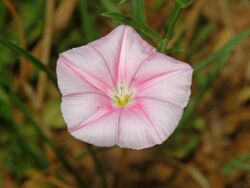 Convolvulaceae - Concolvulus cantabrica-1.JPG