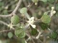 Corokia cotoneaster 03 ies.jpg