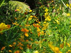 Cosmos yellow orange.JPG