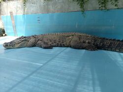 Crocodylus porosus Xiaohe Xiamen 1.jpg