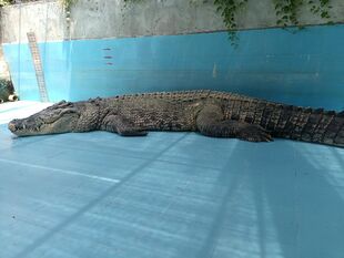 Crocodylus porosus Xiaohe Xiamen 1.jpg