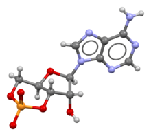 Cyclic-adenosine-monophosphate-from-xtal-3D-bs-17.png
