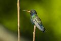Doubleday Hummingbird - Mexico S4E8781.jpg