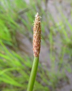 Eleocharis cylindrostachys flowerhead2 - Flickr - Macleay Grass Man.jpg