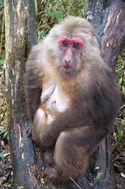 Emei shan.jinding.Old Tibetan macaque.jpg