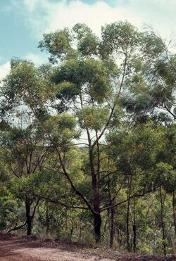 Eucalyptus phoenicea.jpg