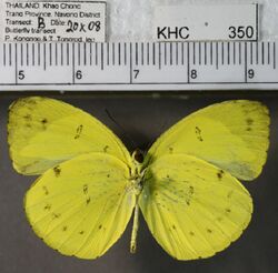 Eurema nicevillei ventral.jpg