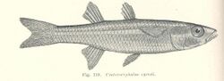 FMIB 45628 Craterocephalus eyresii.jpeg