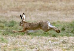 Photograph of a running hare