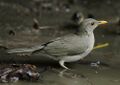 Flickr - Rainbirder - African Thrush (Turdus pelios).jpg