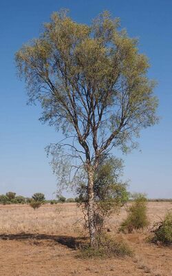 Flindersia maculosa habitii.jpg