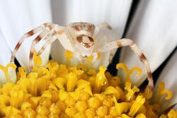 Flower Spider (Zygometis lactea).jpg