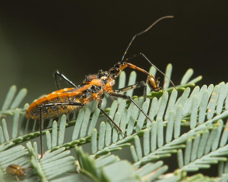 File:Gminatus australis with Beetle.jpg