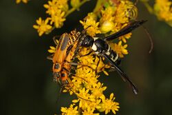 Goldenrod Soldier Beetles - Chauliognathus pennsylvanica and Mason Wasp - Pseudodynerus quadrisectus, Meadowood Farm SRMA, Mason Neck, Virginia.jpg