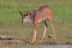 Greater kudu (Tragelaphus strepsiceros strepsiceros) juvenile male.jpg