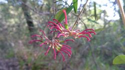 Grevillea diffusa flowers (8708295479).jpg