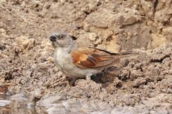 Grey-headed sparrow (Passer griseus griseus).jpg