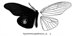 GynautoceraPapilionaria.png