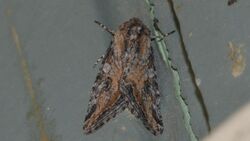 Hadenella pergentilis (ID thanks to Tomas Mustelin) (14428396478).jpg