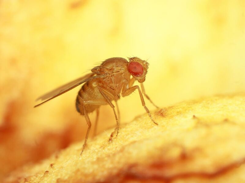 File:Harilik äädikakärbes ,Drosophila melanogaster.jpg