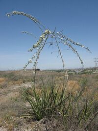 Hesperaloe (Agavaceae) Hesperaole funifera fh 0640 MEX AA.jpg