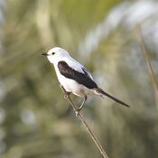 Heteroxolmis dominicana -Rocha, Uruguay -male-8.jpg