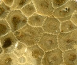 Hexagonaria percarinata fossil coral (Petoskey Stone), Michigan.jpg
