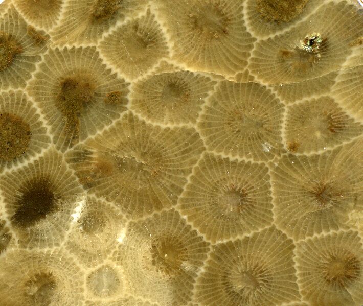 File:Hexagonaria percarinata fossil coral (Petoskey Stone), Michigan.jpg