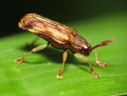 Hispine Leaf Beetle (14565689401).jpg