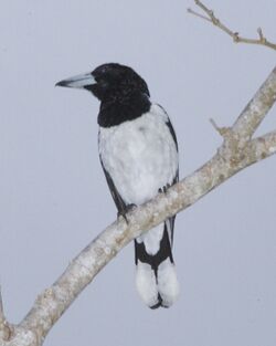 Hooded Butcherbird (Cracticus cassicus) perched on branch.jpg