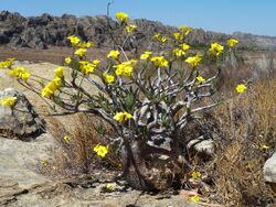 Isalo - Pachypodium rosulatum.jpg