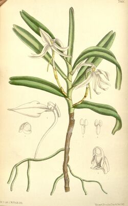 Jumellea fragrans (as Angraecum fragrans) - Curtis' 117 (Ser. 3 no. 47) pl. 7161 (1891).jpg
