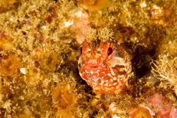 Kelp Blenny (32203273100).jpg