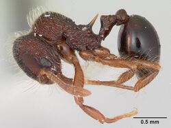 Lachnomyrmex regularis inbiocri001613693 profile 1.jpg