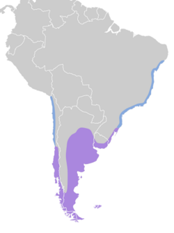 Larus maculipennis map.svg